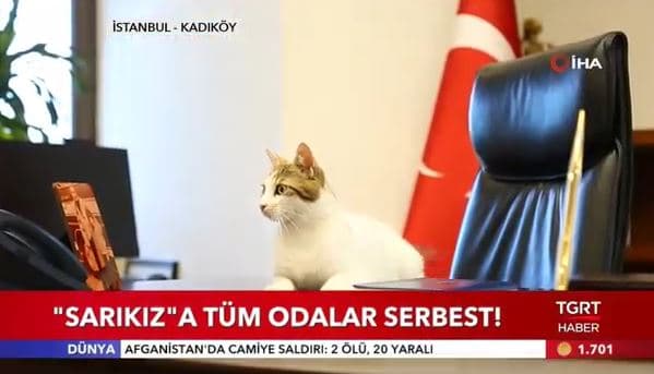 Tgrt - Sarıkız